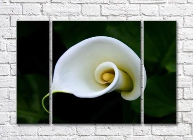Спиральный цветок белой каллы TSv5771 фото