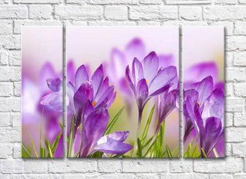 Triptic C&acirc;mp de crocus violet TSv8074 фото