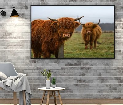 Două vaci din Highlandul Scoției ZHi14575 фото