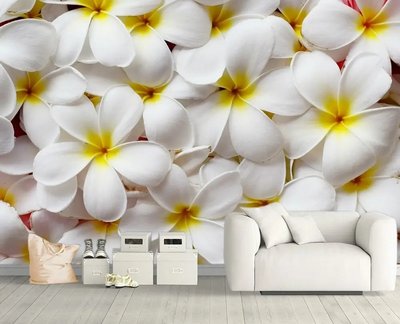 Белые цветки плюмерии с желтой сердцевиной TSv975 фото