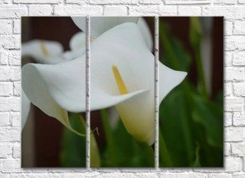 Callas alb pe fundal de frunze verzi TSv6376 фото
