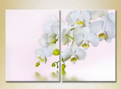 Модульные картины Белая орхидея TSv6677 фото