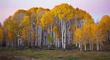 Фотообои - "Природа, Березовая роща" Pri4280 фото