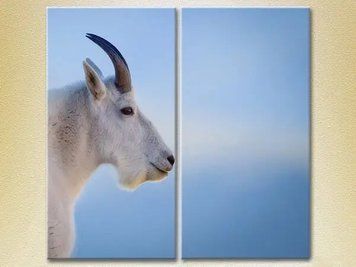 Модульные картины Горный козёл, философ ZHi9130 фото