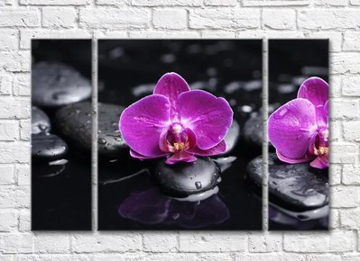 Flori de orhidee violet pe un fundal negru cu pietre TSv5683 фото