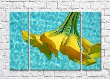 Buchet de calas galbene pe apa turcoaz a piscinei TSv6334 фото