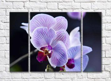 Orhidee liliac pe un fundal &icirc;ntunecat TSv5784 фото