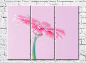 Triptic Gerbera roz pe roz TSv8084 фото