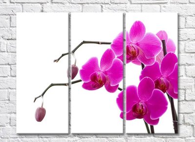 Фиолетовые цветки орхидеи на ветках с бутонами TSv5684 фото