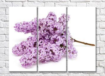 Ramura liliac pe un fundal alb TSv5785 фото