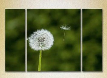 Tablouri modulare Dandelion_02 TSv9736 фото