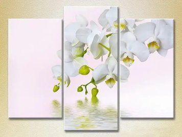 Tablouri modulare White Orchid_01 TSv8037 фото