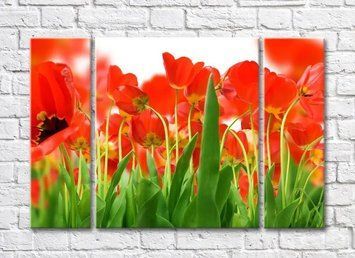 Abstracție florală de flori roșii și frunze de lalele TSv5643 фото