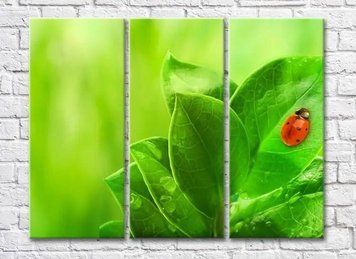 Triptic Buburuza pe frunze cu picaturi de roua TSv8043 фото