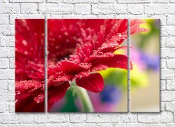 Petale de gerbera Burgundy cu picături de rouă TSv6338 фото