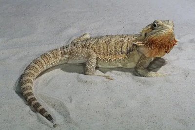 ФотоПостер Бородатый дракон на песке Avs18624 фото
