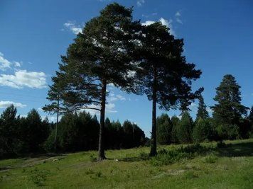 Fototapet - "Natura, peisaje_55" Pri4244 фото