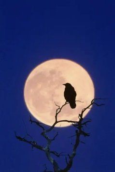 PhotoPoster Birds_15 Pti19036 фото