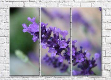 Flori mici de lavandă violet TSv5995 фото