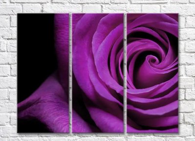 Trandafir violet pe fundal negru TSv5695 фото